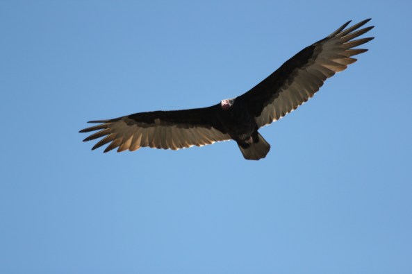 Turkey Vulture
