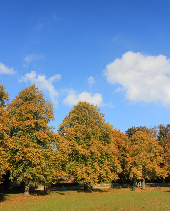 Trees in Autumn