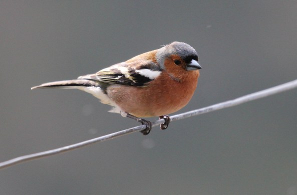 Chaffinch