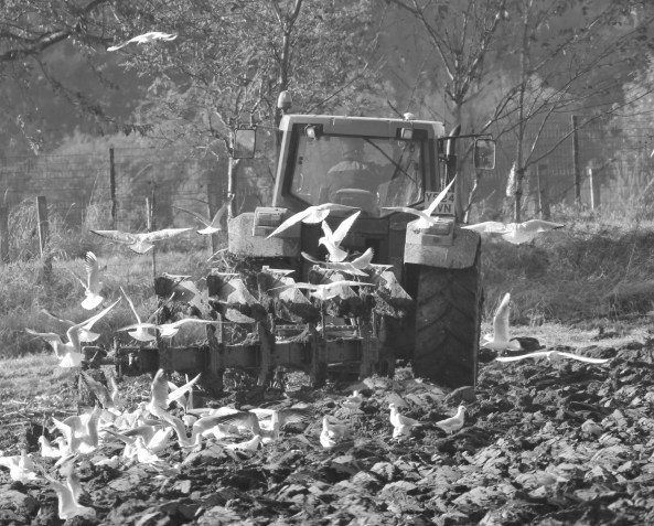 Farmyard, Tractor, Birds, Plough
