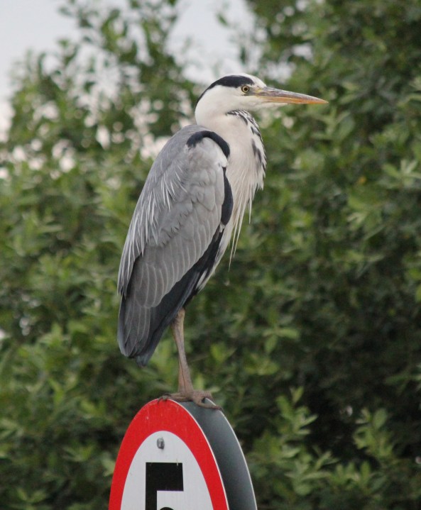 Heron, Norfolk Broads