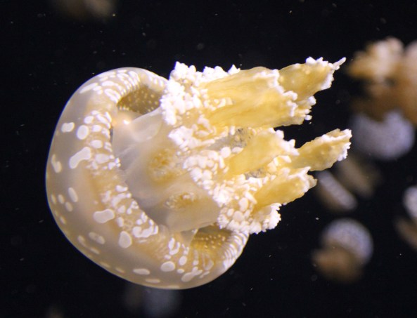 Monterey Aquarium