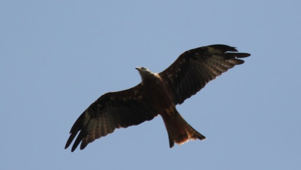 Red Kite, Menorca