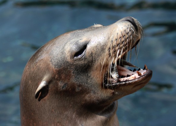 Fish Breath Sea Lion
