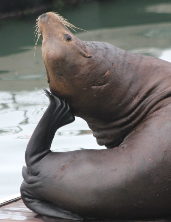 Seal, Pier 39, San Francisco