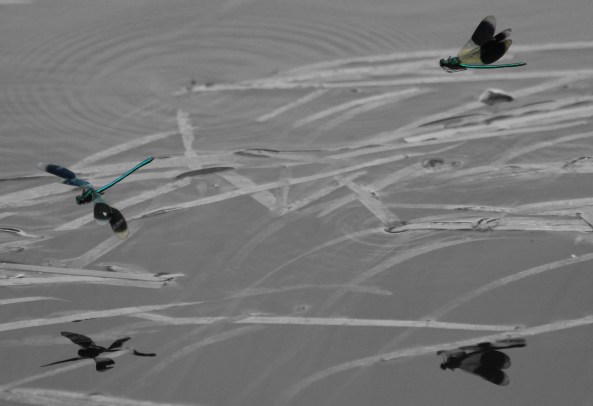 Norfolk, Dragon fly, Photography