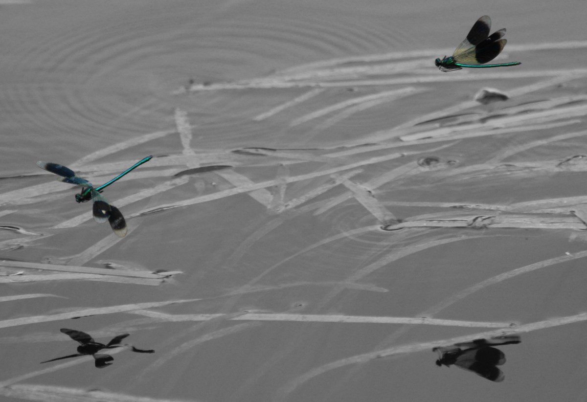 Norfolk, Dragon fly, Photography