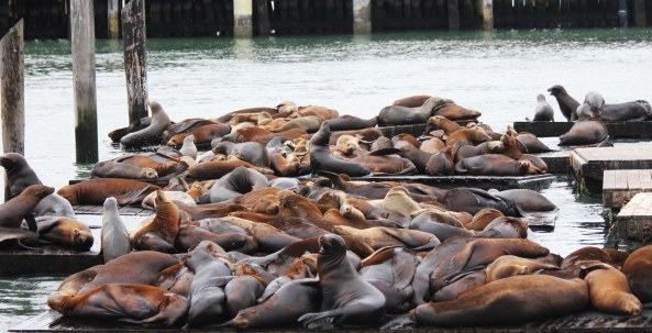 Sea Lion, San Francisco