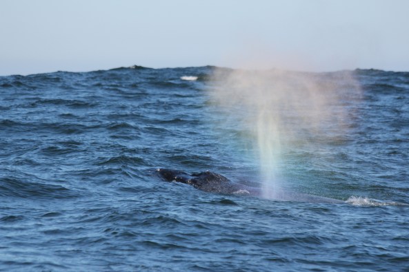 Humpback Whale, Monterey, California, Wildlife, Photography, Nature