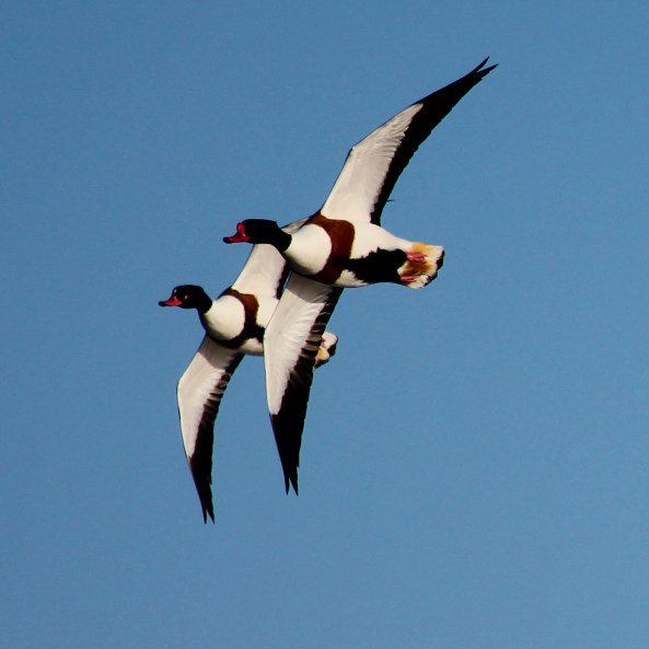 Shelduck, Wildlife, Nature, Photography