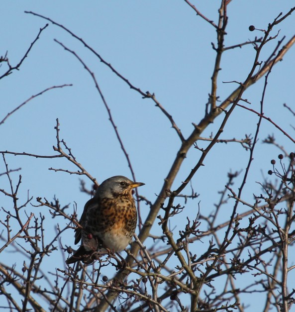 Fieldfare, Photography, Wildlife, East Yorkshire
