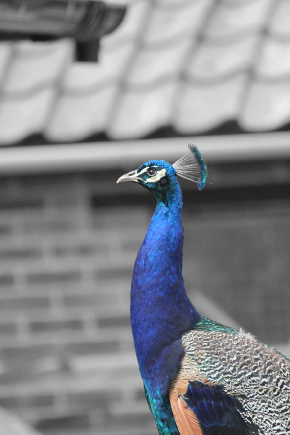 Peacock