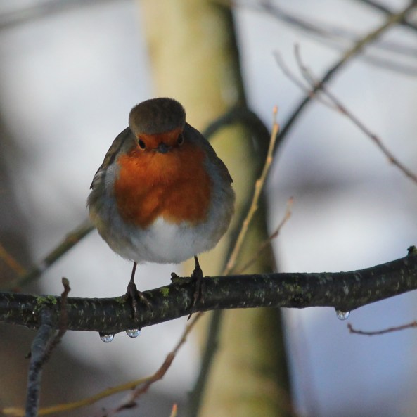 Robin, East Yorskhire