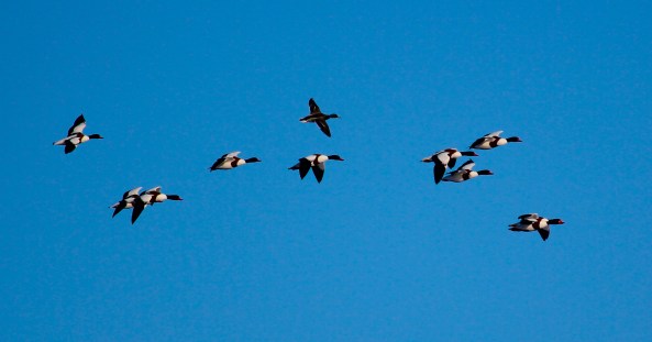 Shelduck, Mallard, Birds, Photography, Wildlife, Birds