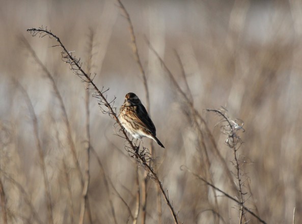 Reed Bunting, East Yorkshire, Wildlife Photography, Nature, Birds