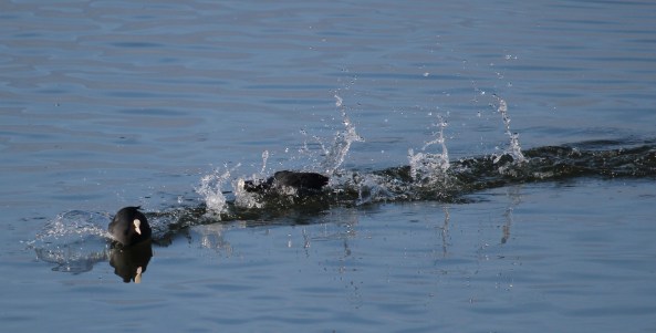 Coot, Photography, Birds, Nature, Wildlife
