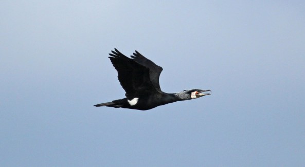 Cormorant, Bempton Cliffs, East Yorkshire, Wildlife Photography, Nature