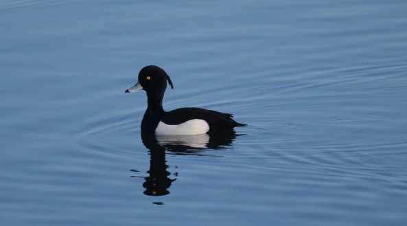 Tufted Duck, Photography