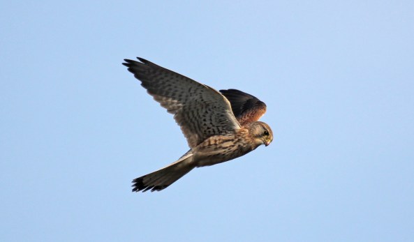Kestrel, East Yorkshire, Newbald, Nature, Wildlife Photography