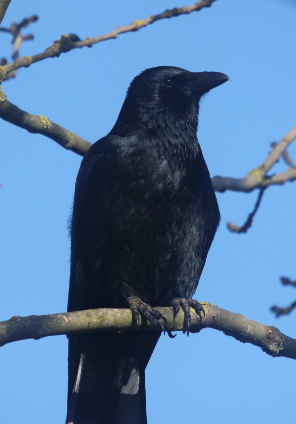 Crow, Photography, Nature, Wildlife