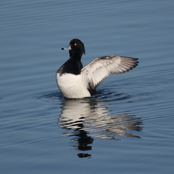Tufted Duck, Nature, Phototography, Wildlife