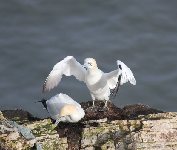Gannets, East Yorkshire, Bempton Cliffs, Wildlife Photography