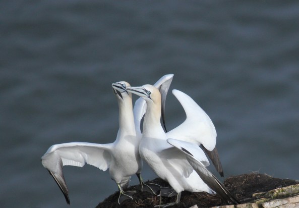 Gannet, Bempton Cliffs, East Yorkshire