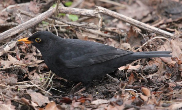 Blackbird, East Yorkshire