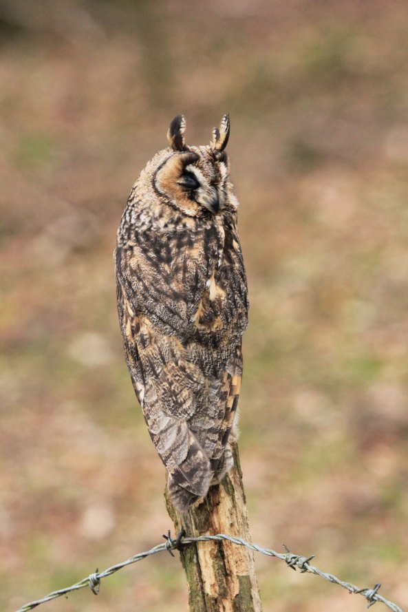 Long-eared Owl