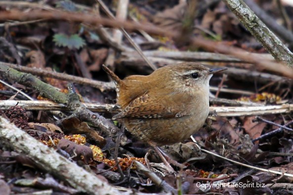Wren, Nature, Wildlife Photography, Mark Conway