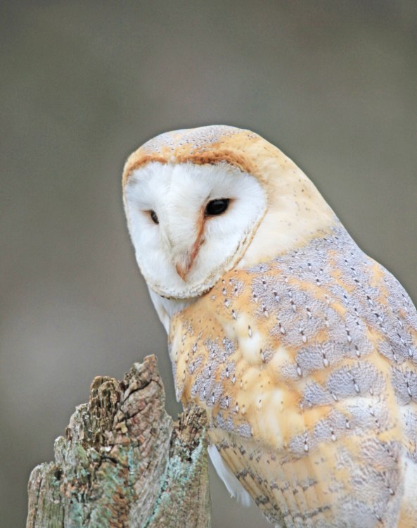 Barn Owl,