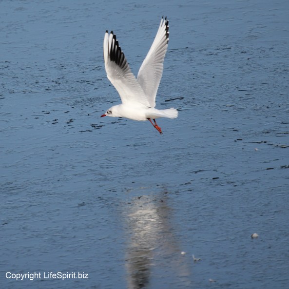 Black headed Gull, Nature, Wildlife Photography, Mark Conway