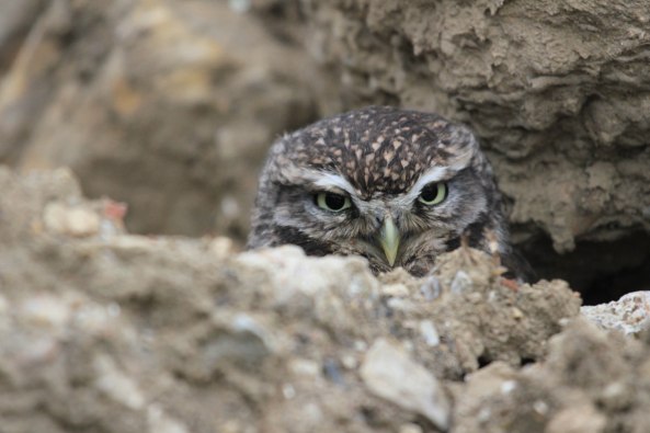 Little Owl, Nature, Wildlide Photography, Birds of Prey