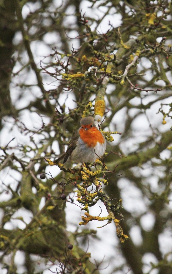 Robin, East Yorkshire, Nature, Wildlife Photography, East Yorkshire