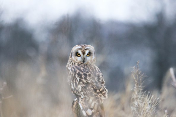 Short-eared Owl, Bird of Prey, Wildlife, Nature, Photography