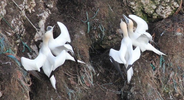 Gannet, Bempton Cliffs, East Yorkshire, Nature, Wildlife Photography