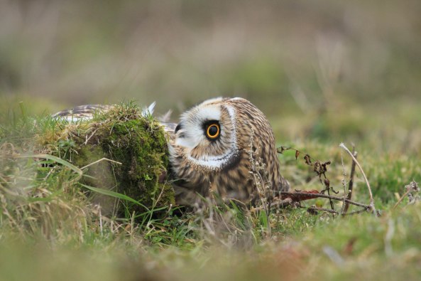 Short-eared Owl, Nature, Wildlife Photography, Birds, Birds of Prey