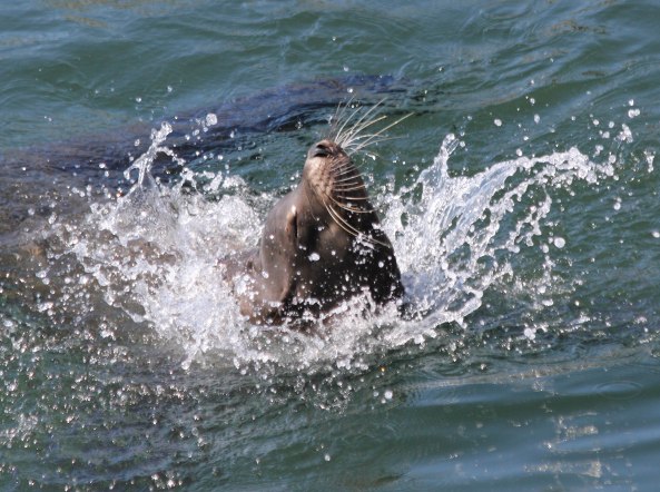 Sea Lion, Monterey, California
