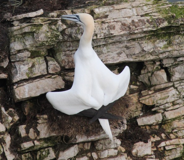 Ganet, Bempton Cliffs, East Yorkshire, Nature, Birds, Photography
