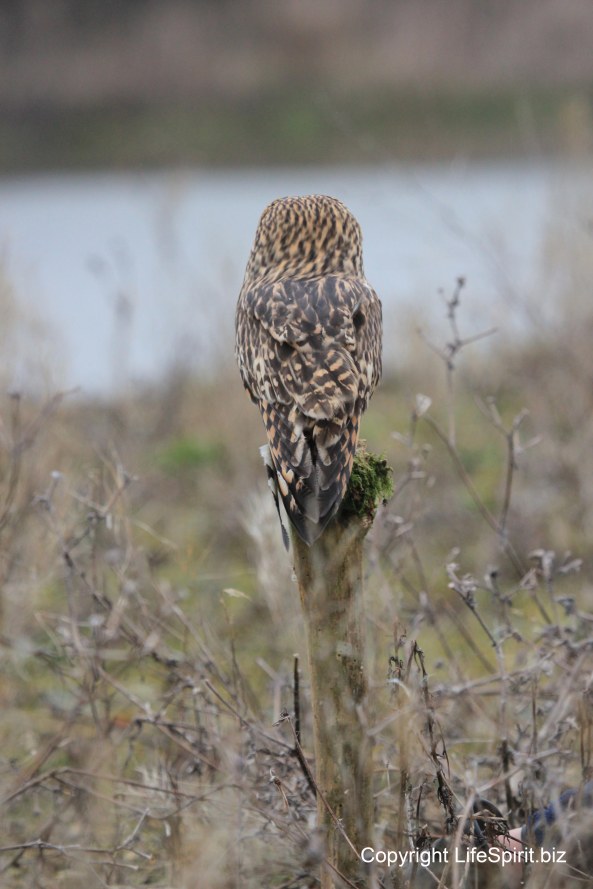 Short-eared Owl, Nature, Wildlife Photography, Mark Conway