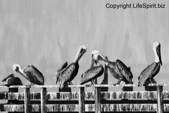 Pelicans, Monterey, California, Nature, Mark Conway, Wildlife Photography