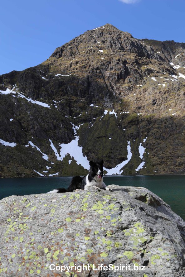 Collie, Sheep Dog, Dog, Snowdon, Life Spirit, Mark Conway, Photography