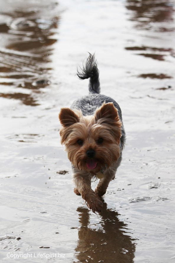 Yorkshire Terrier, Wildlife Photography, Mark Conway, Life Spirit