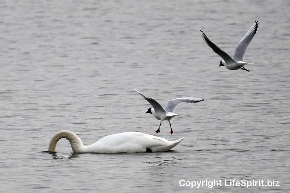 Black-headed Gull, Mark Conway, Life Spirit, Photography
