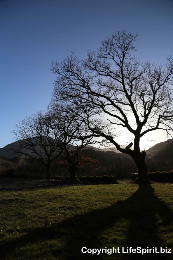 Oak Tree, Life Spirit, Mark Conway, Photography