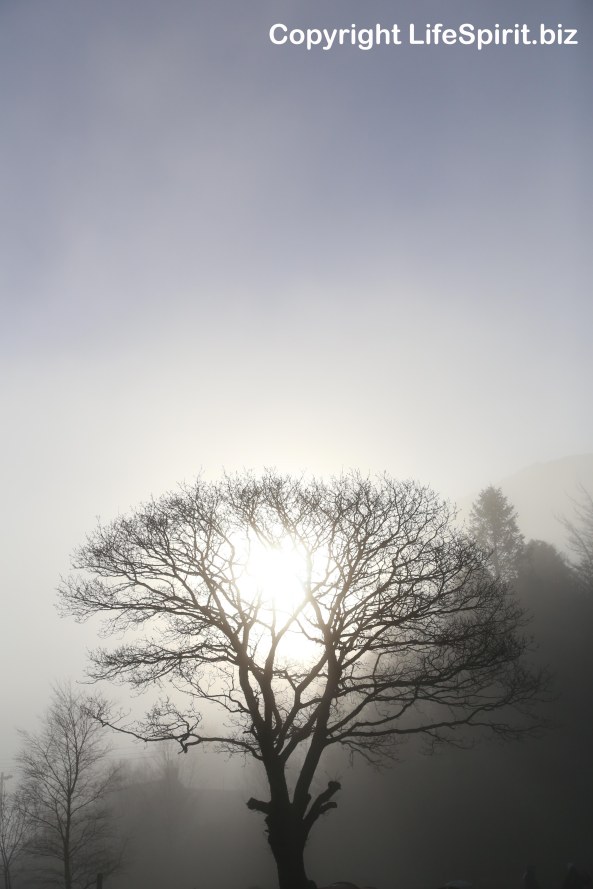 Oak Tree, Photography, Dawn, Life Spirit, Mark Conway