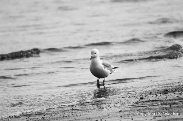 Gull, B&W, Mark Conway, Beach, Life Spirit