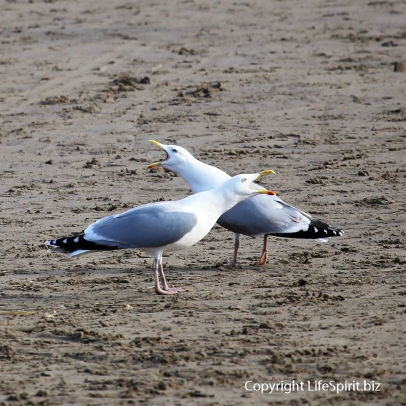 Herring Gull, Beach, Nature, Wildlife Photography, Mark Conway, Life Spirit
