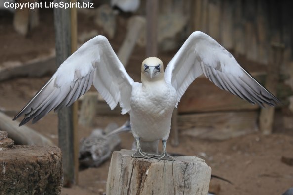 Gannet, Lincolnshire, Mark Conway, Life Spirit, Nature, Wildlife Photography