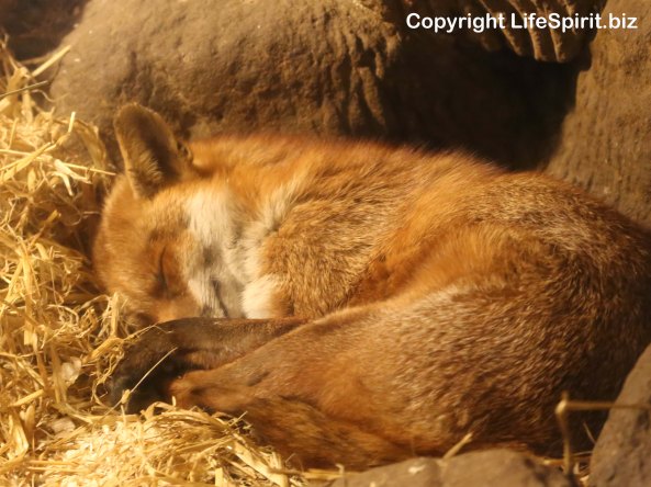 Fox, Nature, Wildlife, Mark Conway, Life Spirit